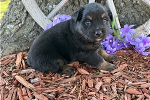 Omega - Miniature Australian Shepherd for sale