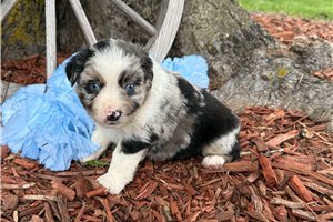 Osborn - Miniature Australian Shepherd for sale