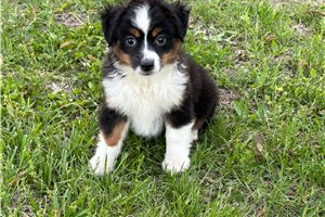 Steffi - puppy for sale