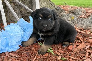 Omega - Miniature Australian Shepherd for sale