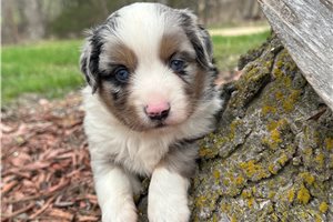 Sire - puppy for sale