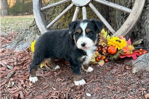 Nigel - Miniature Australian Shepherd for sale