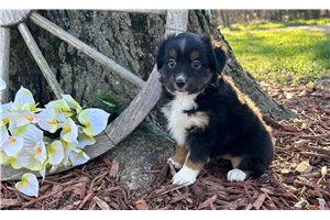 Mousse - puppy for sale