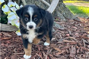 Eclair - puppy for sale