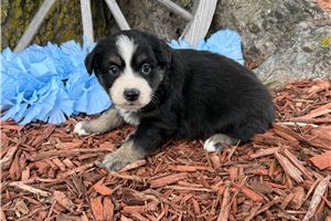 Otis - Miniature Australian Shepherd for sale