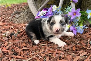 Osborn - puppy for sale