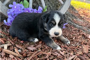 Otis - Miniature Australian Shepherd for sale