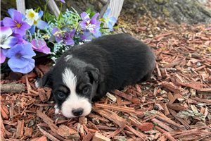 Otis - Miniature Australian Shepherd for sale