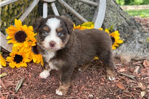 Lionel - Miniature Australian Shepherd for sale