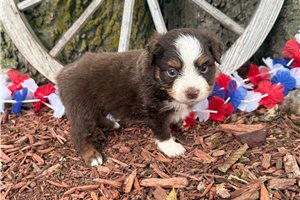 Lionel - Miniature Australian Shepherd for sale