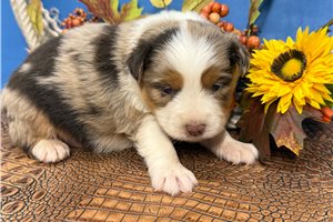 Nicholas - puppy for sale