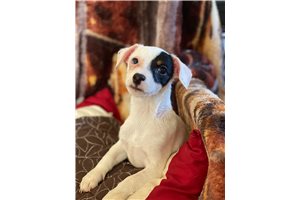 Decibel - Jack Russell Terrier for sale