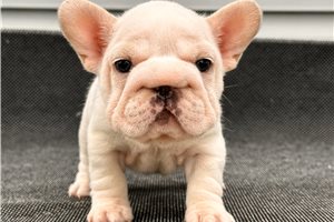 Mario - puppy for sale