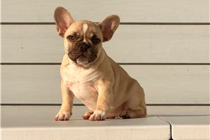 Marley - puppy for sale