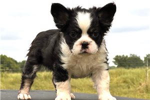 Mort - puppy for sale