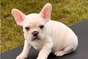 Moss - puppy for sale