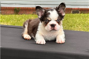 Morris - French Bulldog for sale