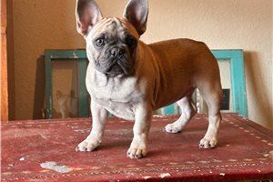 Miranda - French Bulldog for sale