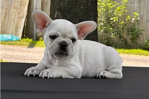 Montaro - French Bulldog for sale