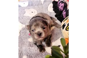 Layla - Pomeranian for sale