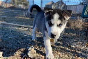 Petree - Siberian Husky for sale