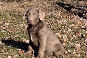 Stone - Labrador Retriever for sale
