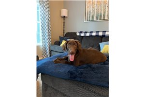 Charlie - Labrador Retriever for sale