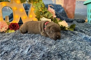 Mystic - puppy for sale
