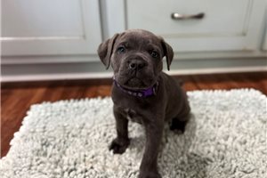 Magnolia - Cane Corso Mastiff for sale