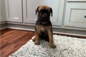 Margaret - Cane Corso Mastiff for sale