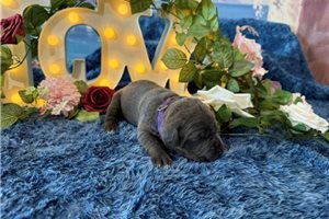 Magnolia - puppy for sale