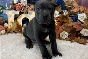 Mystic - Cane Corso Mastiff for sale