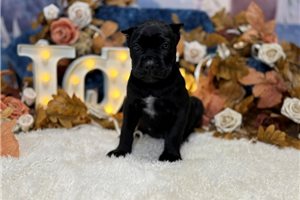 Melanie - Cane Corso Mastiff for sale