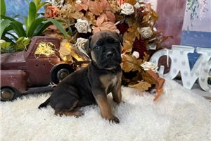 Margaret - Cane Corso Mastiff for sale