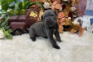Magnolia - Cane Corso Mastiff for sale