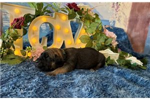 Margaret - puppy for sale