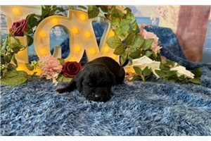 Melanie - Cane Corso Mastiff for sale