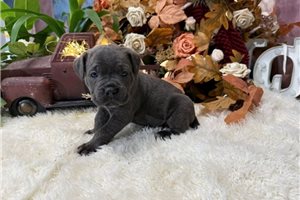 Magnolia - Cane Corso Mastiff for sale