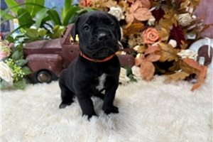 Melanie - Cane Corso Mastiff for sale