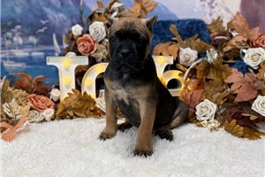 Margaret - Cane Corso Mastiff for sale