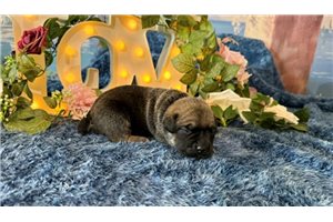 Maria - puppy for sale