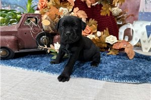 Mars - Cane Corso Mastiff for sale