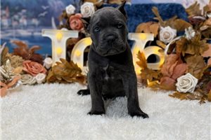 Magnolia - Cane Corso Mastiff for sale