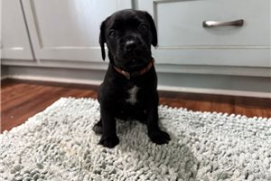 Melanie - Cane Corso Mastiff for sale