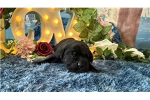 Mars - puppy for sale