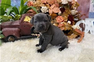 Mystic - Cane Corso Mastiff for sale