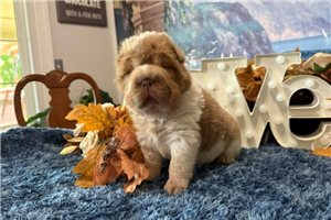Jett - Chinese Shar-Pei for sale