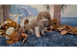 Jett - Chinese Shar-Pei for sale