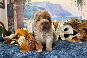 Kaleb - Chinese Shar-Pei for sale