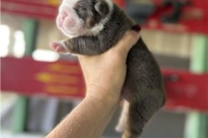 Faith - English Bulldog for sale